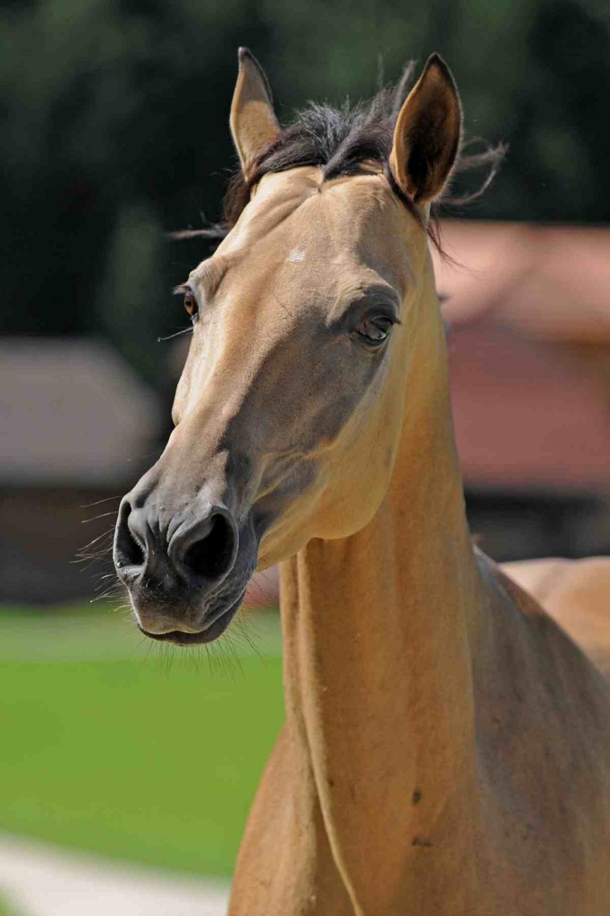 Akhal-teke_5